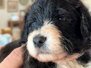 Mixed Breed dogs Female # 1 English Shepherd Doodle - Ad 15