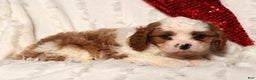 Cavapoo dogs for sale: Theodore - Ad 8