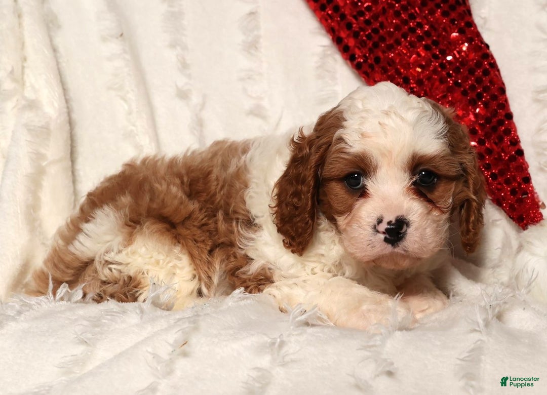 Cavapoo dogs for sale: Theodore - Ad 8