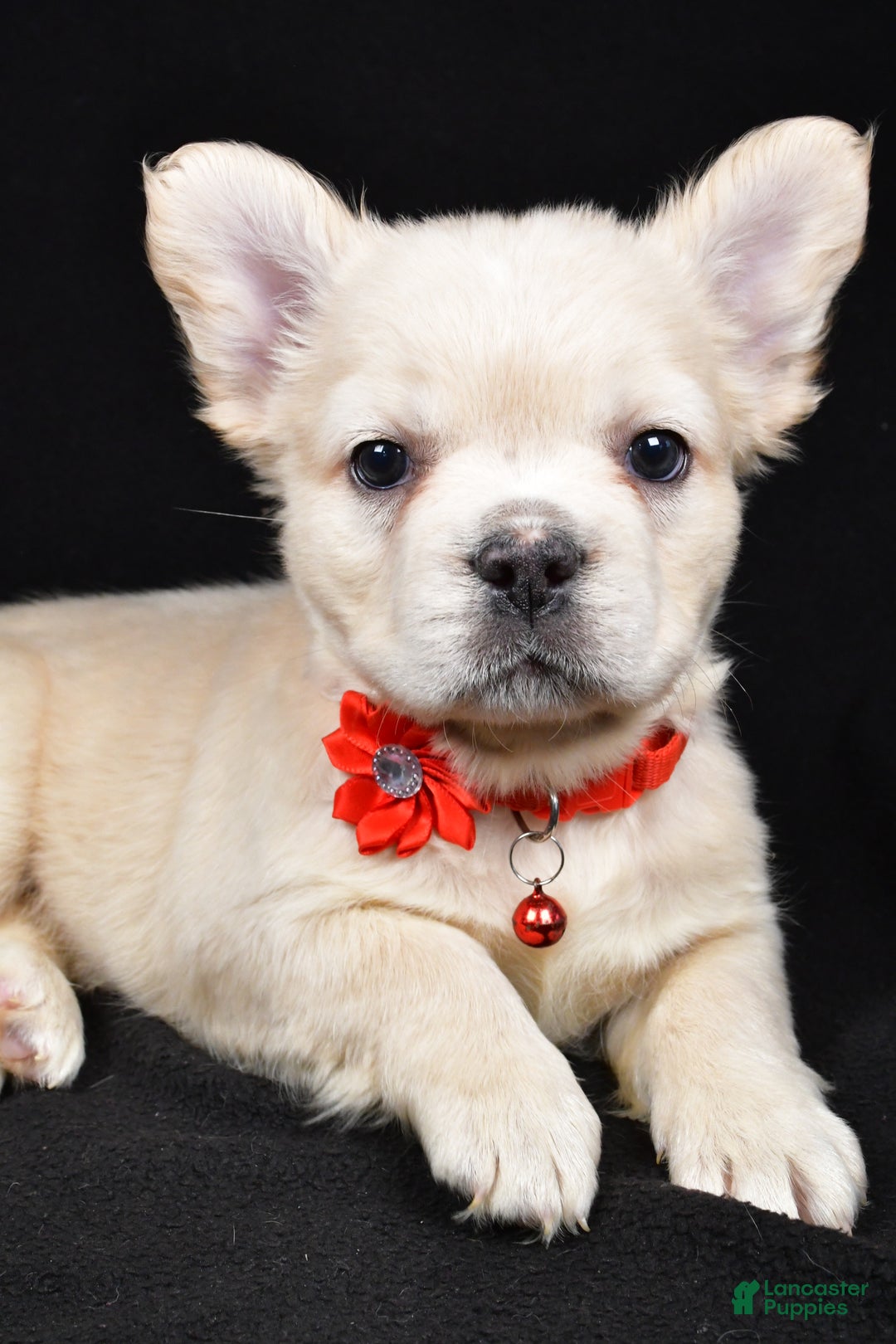 French Bulldog dogs for sale: Muffin - Ad 6