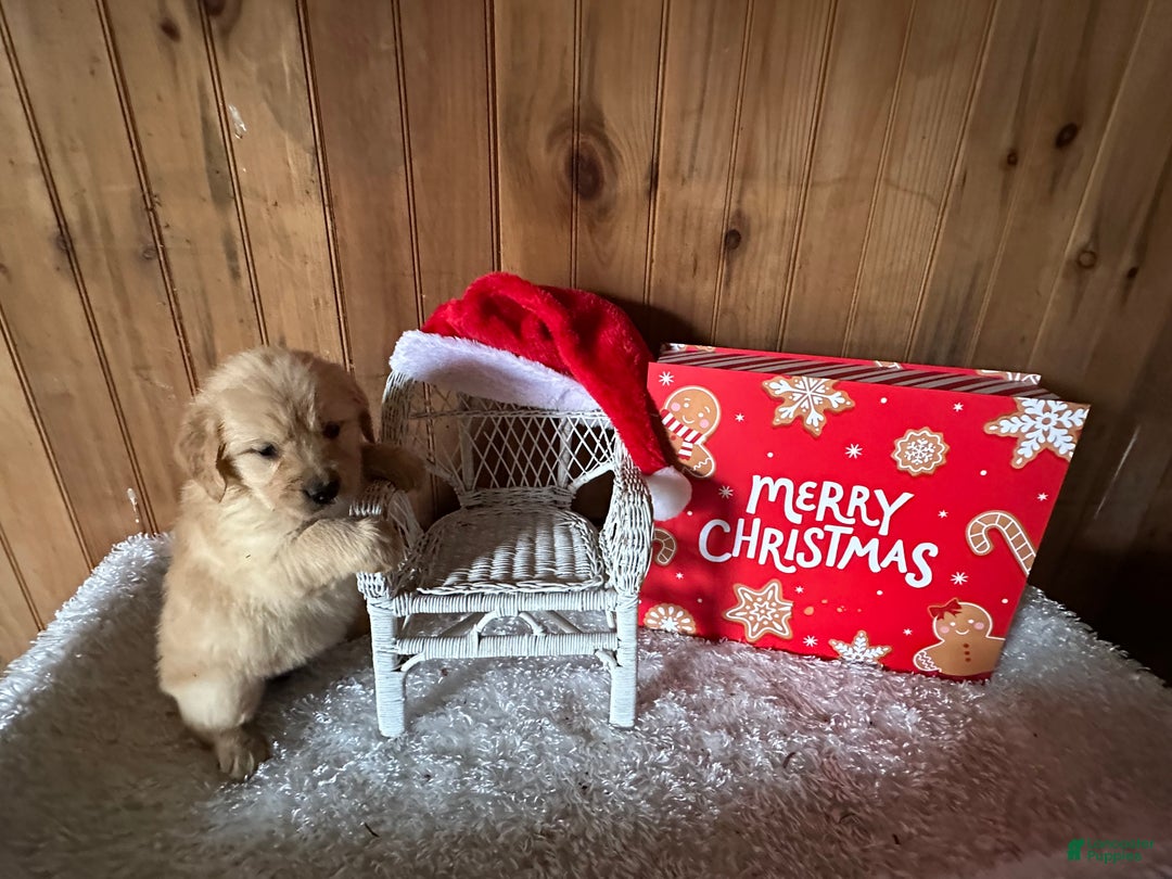 Golden Retriever dogs for sale: Mr. Kris Kringle - Ad 3