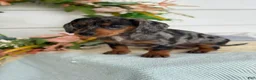 Miniature Dachshund dogs for sale: Jubilee - Ad 6
