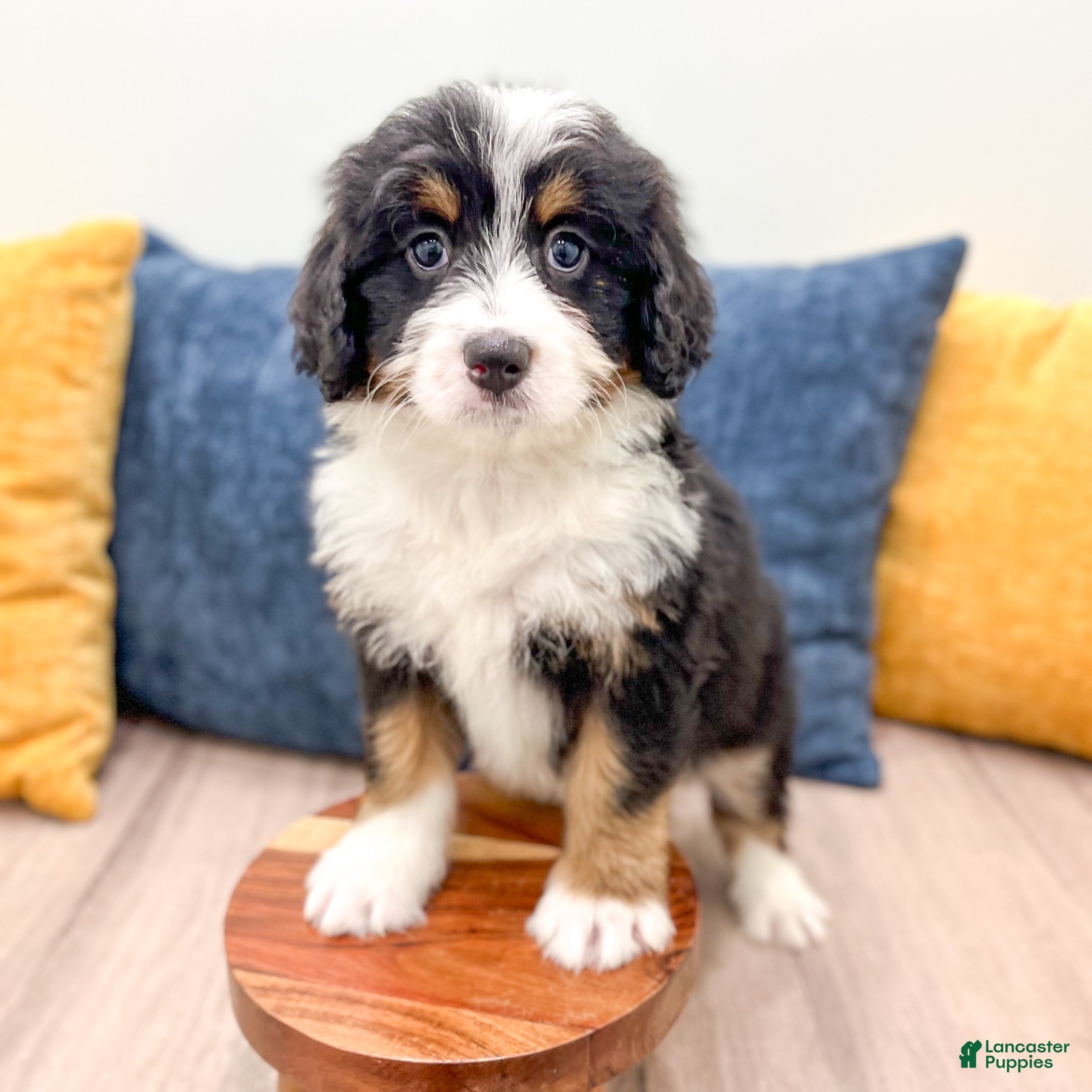 Mini Bernedoodle dogs Boomer - Ad 2