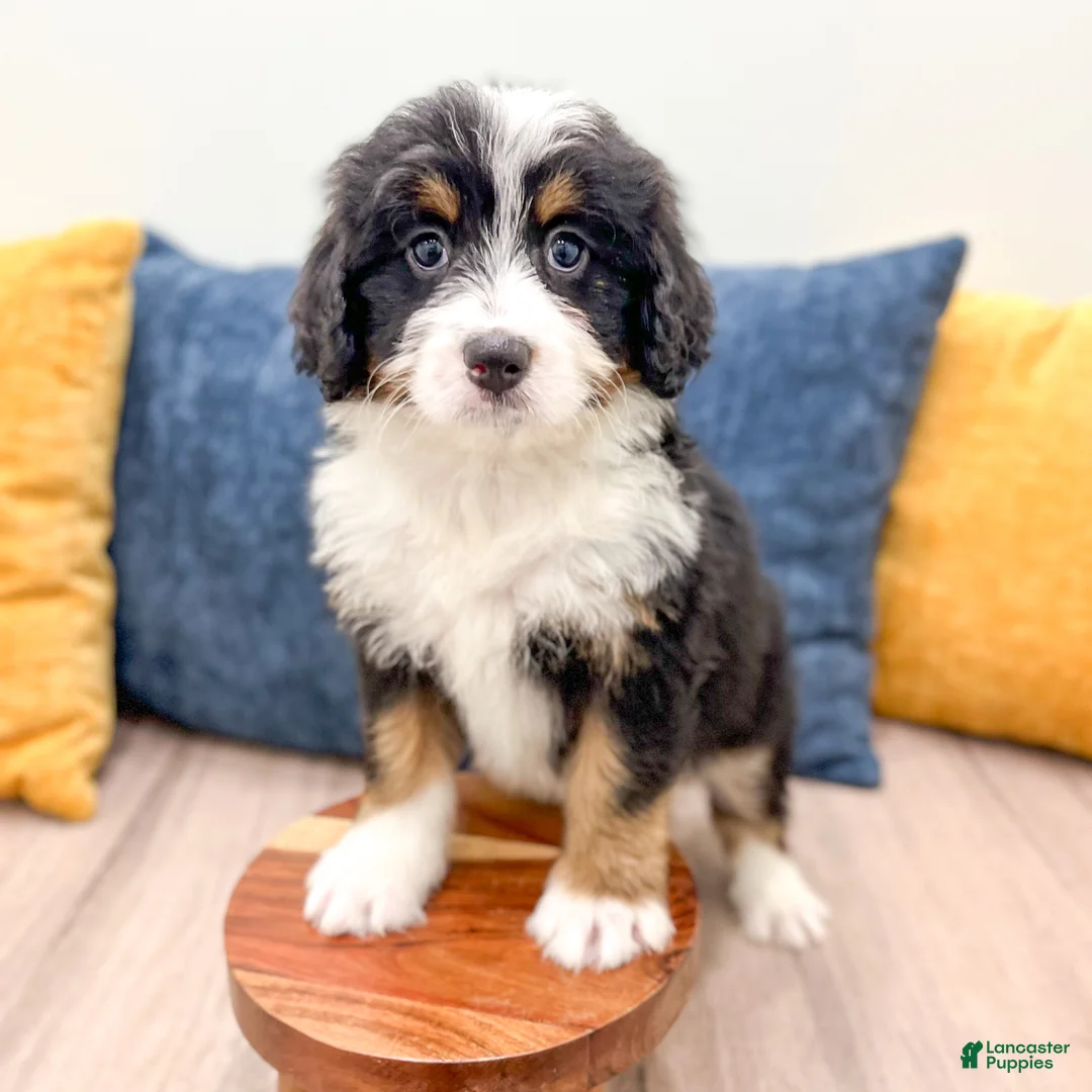 Bernedoodle dogs for sale: Boomer - Ad 2