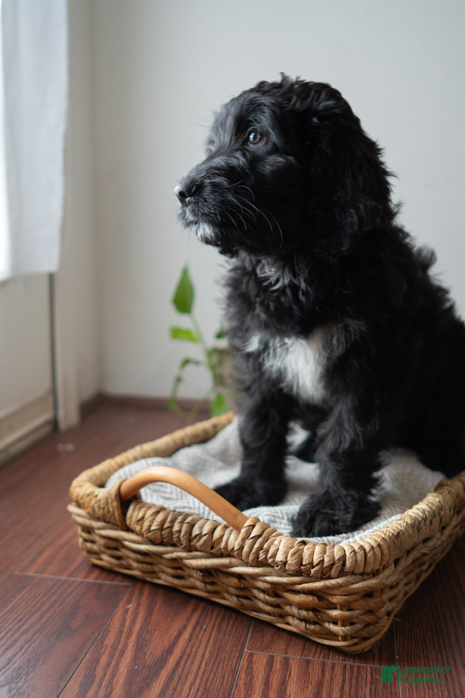 Mixed Breed dogs Mixed Breed Puppy 2 - Ad 4