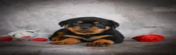 Rottweiler dogs for sale: Lane - Ad 8