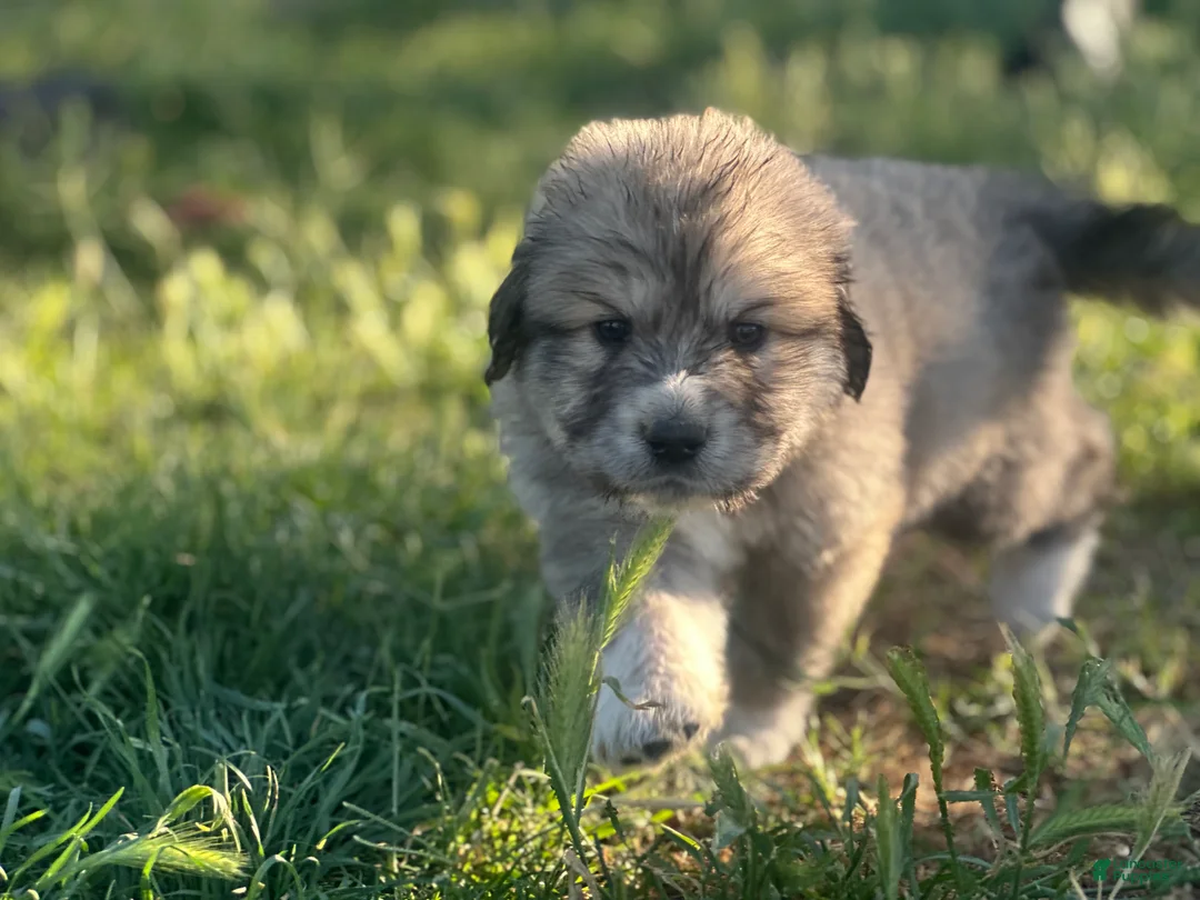 Mixed Breed dogs for sale: Mixed Breed Puppy 7 - Ad 1