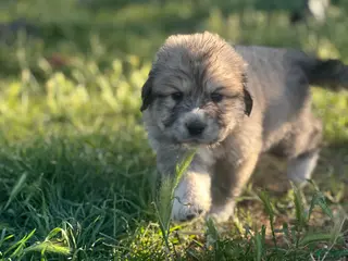 Mixed Breed dogs Mixed Breed Puppy 7 - Ad 33