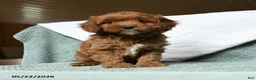 Cavapoo dogs for sale: Banner - Ad 3
