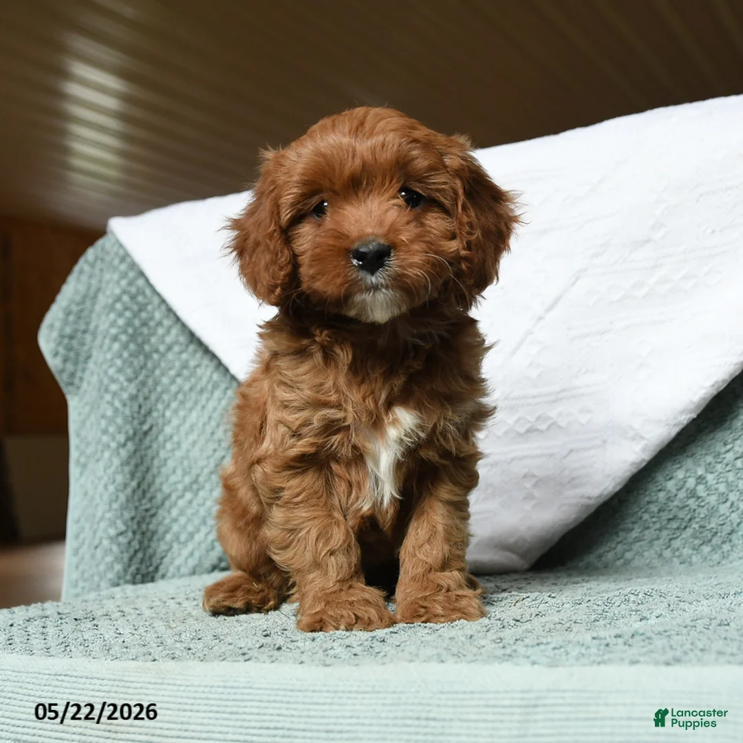 Cavapoo dogs for sale: Banner - Ad 3
