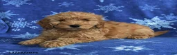 Mini Goldendoodle dogs for sale: Eddie - Ad 3