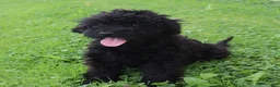 Mini Goldendoodle dogs for sale: Flossie - Ad 4