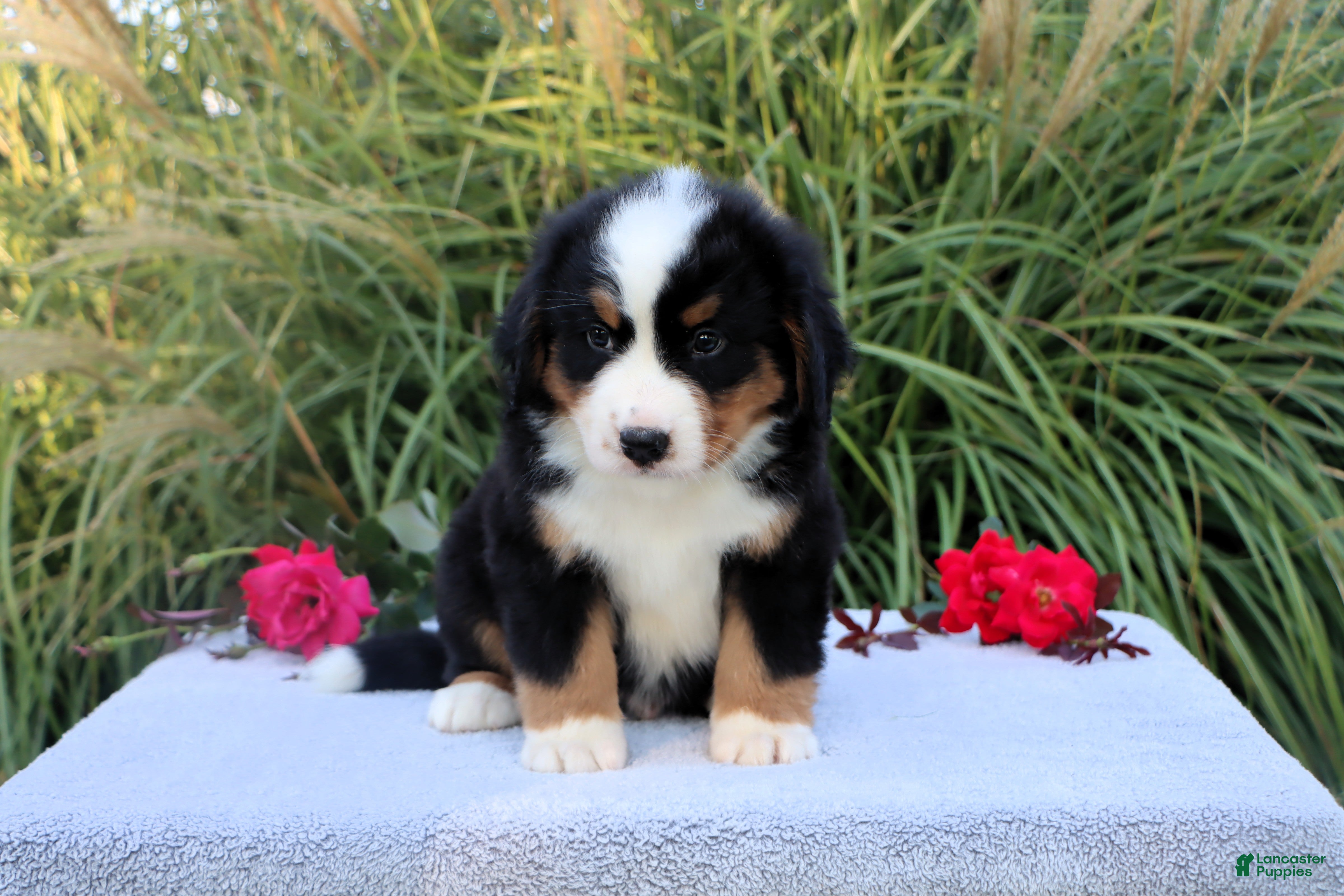 Bernese Mountain Dog dogs Lester AKC - Ad 2