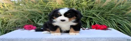Bernese Mountain Dog dogs for sale: Lester AKC - Ad 2