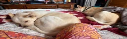 Mixed Breed dogs for sale: nova - Ad 2