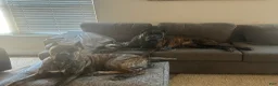 Cane Corso dogs for sale: GOLDIE  - Ad 1