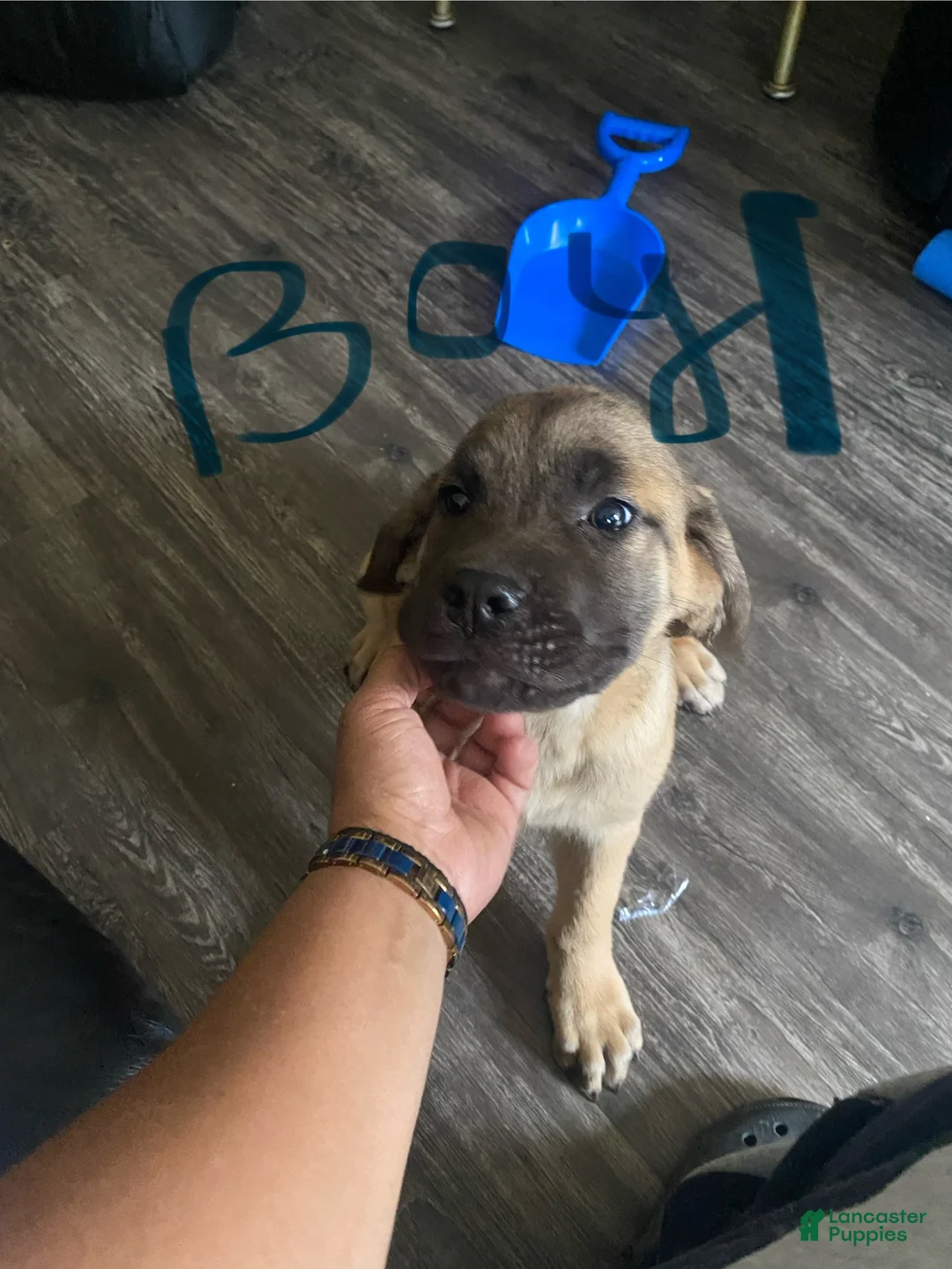 Cane Corso dogs for sale: Cane Corso Puppy 2 - Ad 1