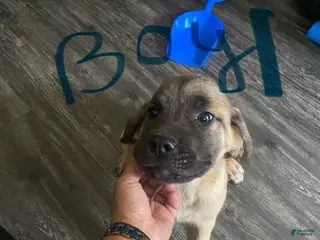 Cane Corso dogs Cane Corso Puppy 2 - Ad 3