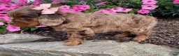 Cavapoo dogs for sale: Molly - Ad 4