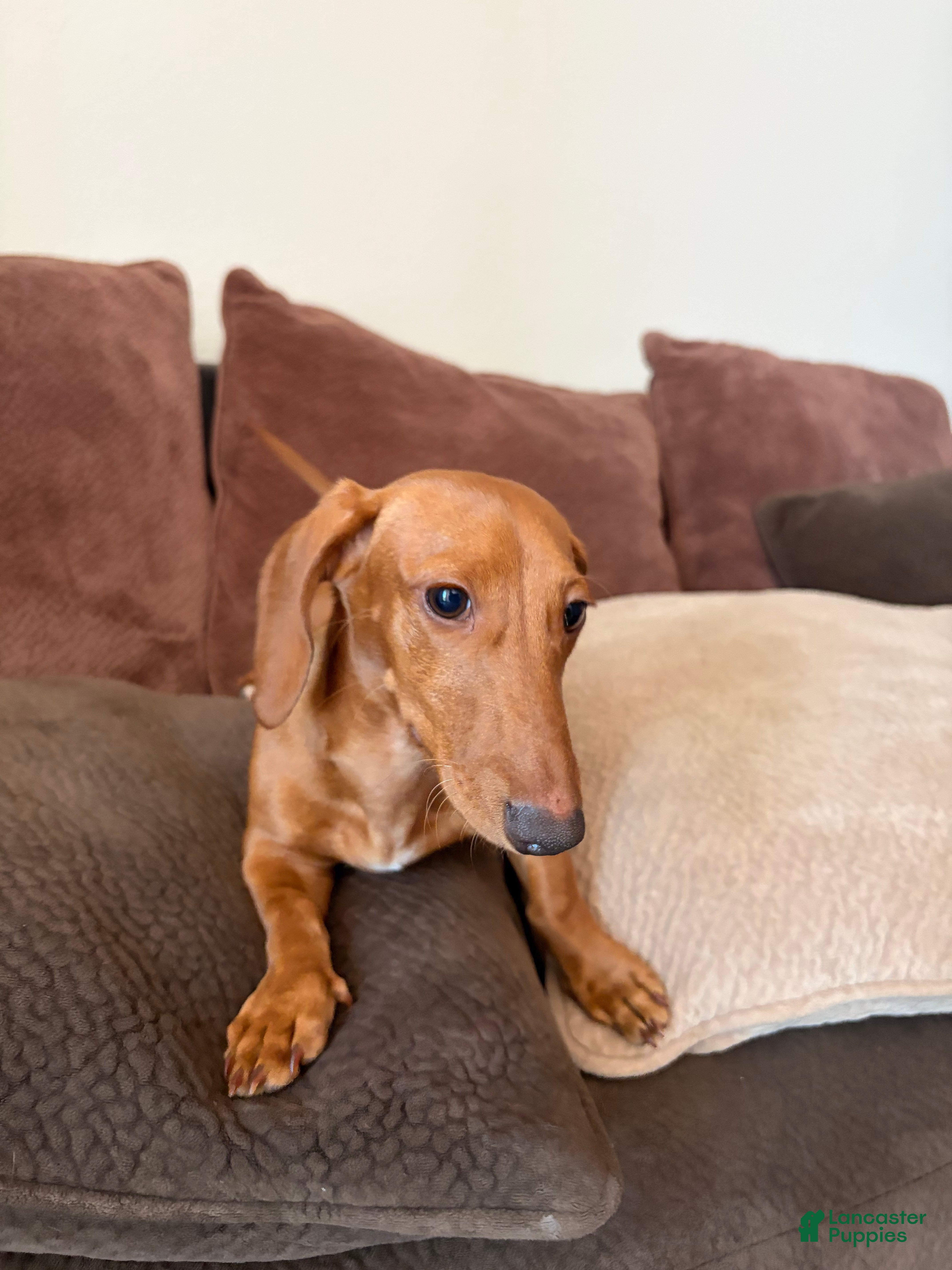 Dachshund dogs Dachshund Puppy 1 - Ad 1