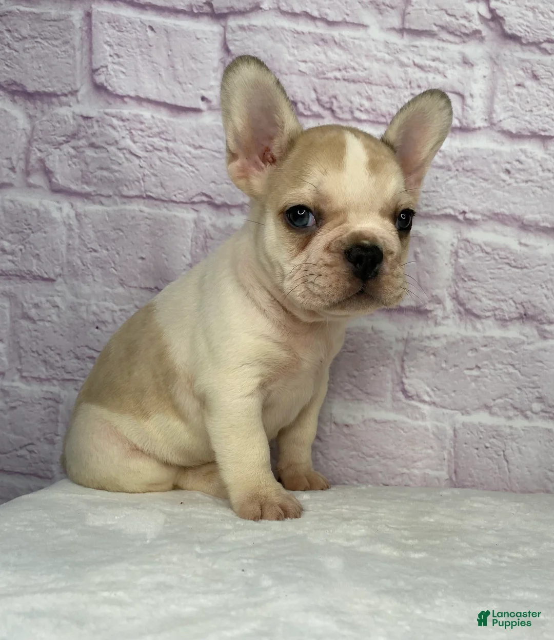 French Bulldog dogs for sale: Rambo  - Ad 6