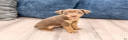 Miniature Pinscher dogs for sale: Sophie - Ad 3