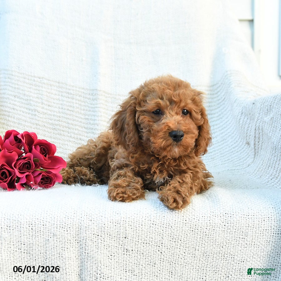 Cockapoo dogs Jerry - Ad 2