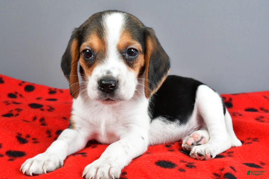 Beagle dogs for sale: Daryl - Ad 1