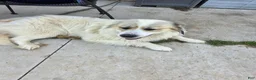 Great Pyrenees dogs for sale: Lily  - Ad 22