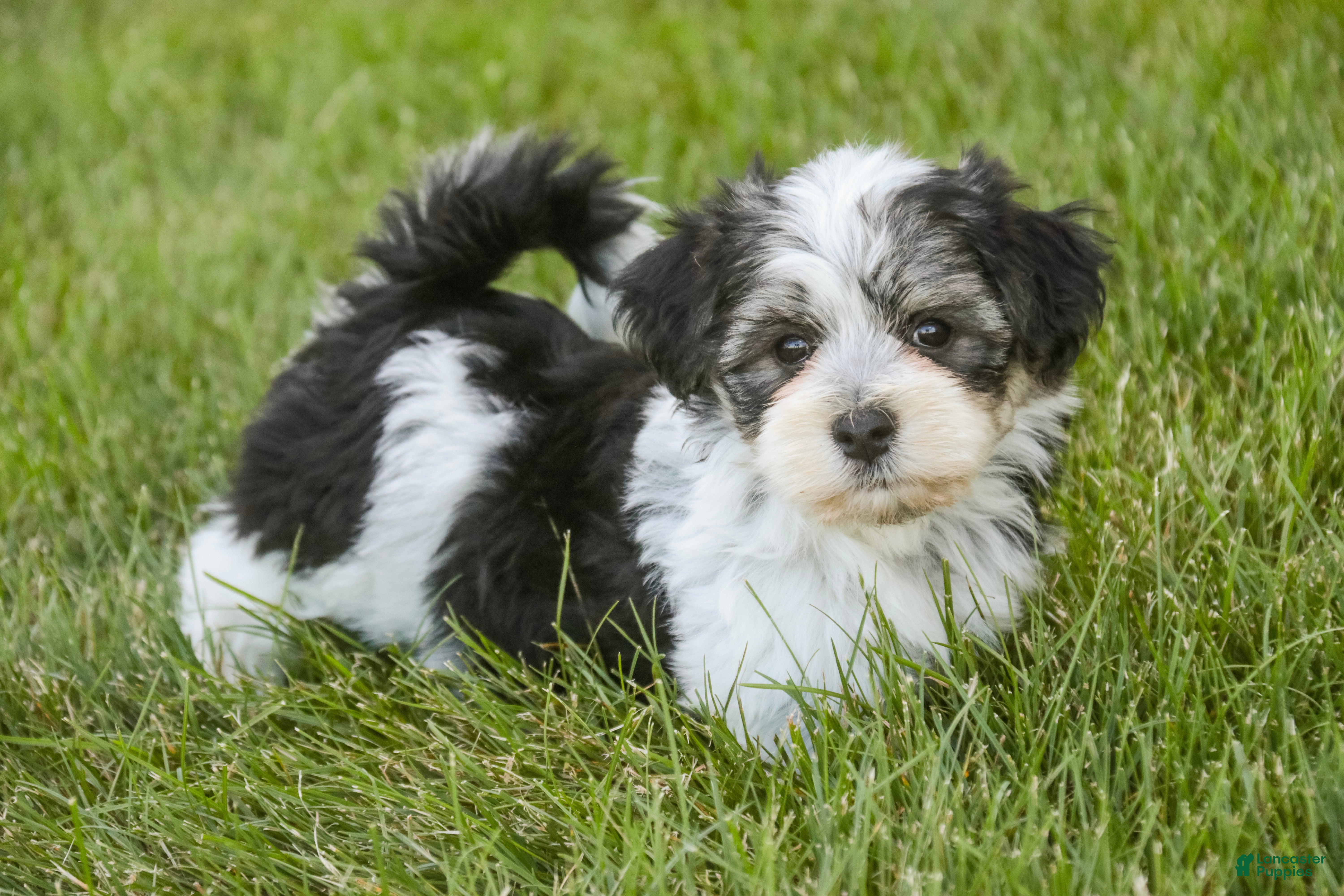 Havanese dogs Francesca - Ad 1