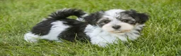 Havanese dogs for sale: Francesca - Ad 1