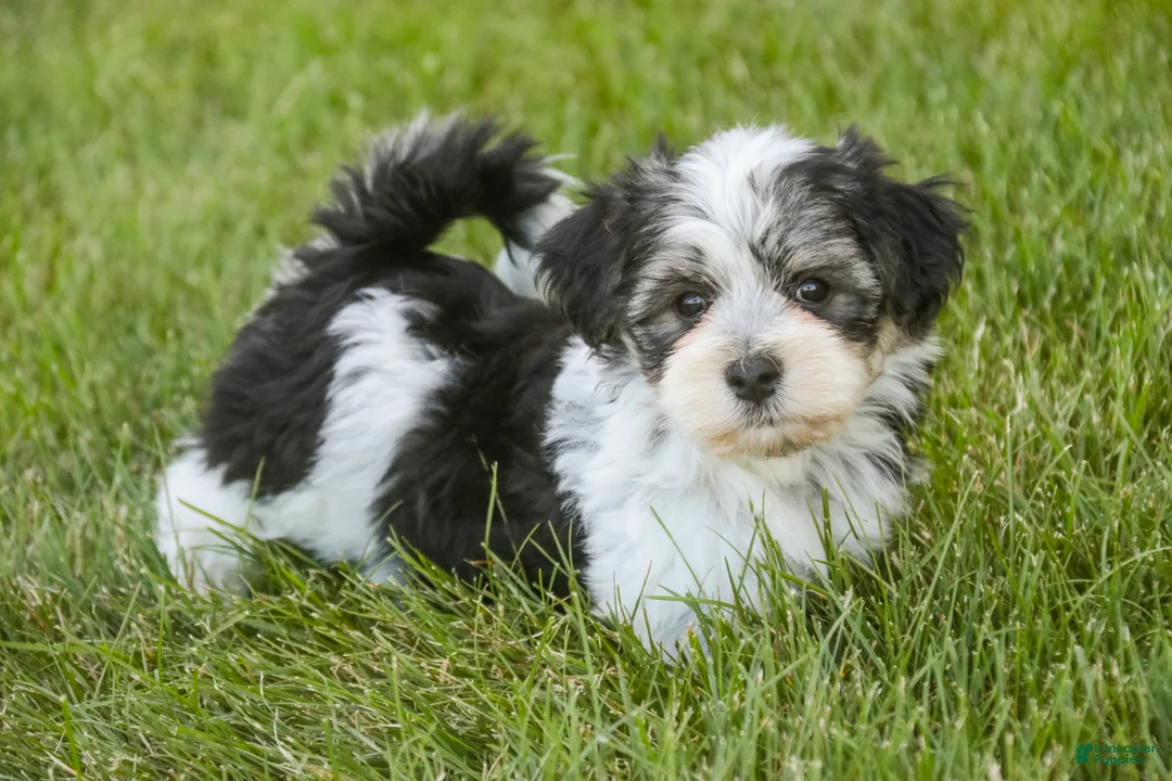 Havanese dogs for sale: Francesca - Ad 1