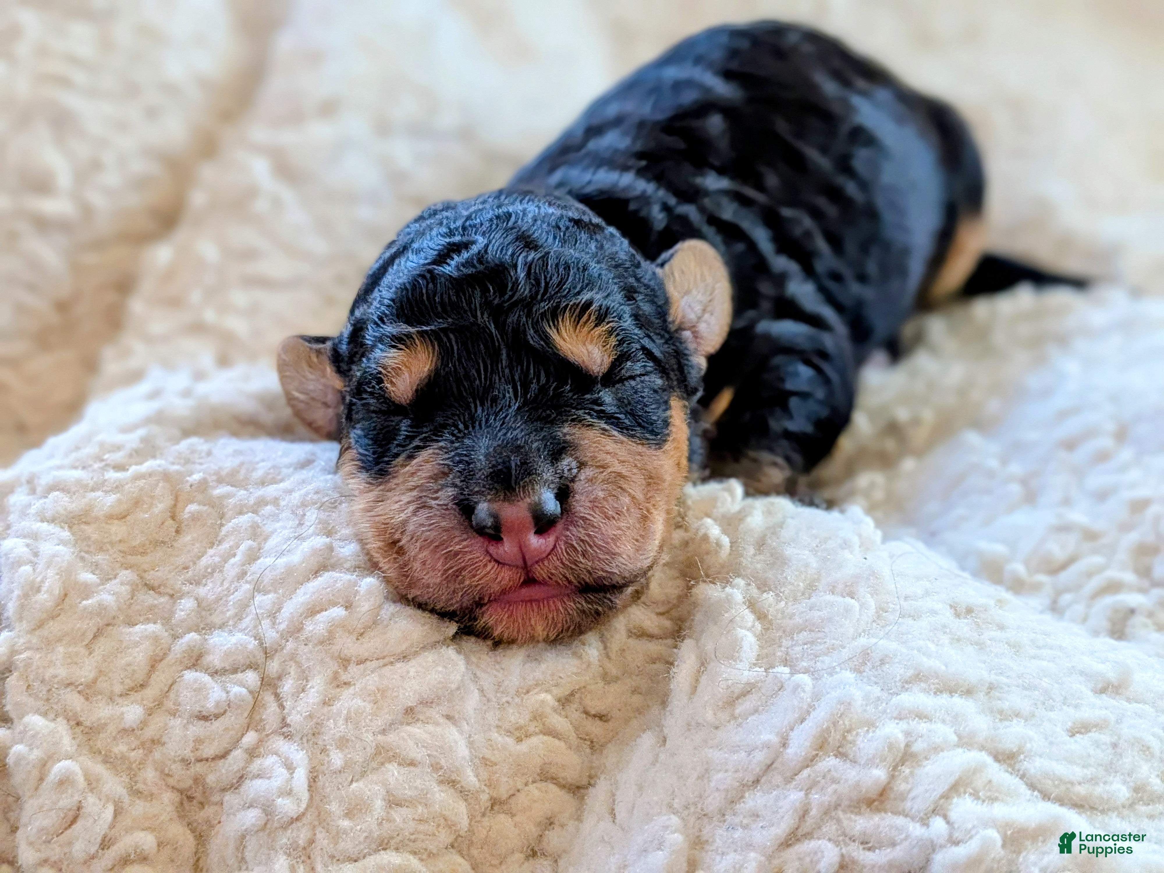 Mixed Breed dogs Goldador/Bernadoodle Puppy 10 - Ad 35