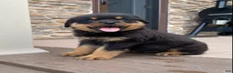 Rottweiler dogs for sale: Apollo - Ad 6