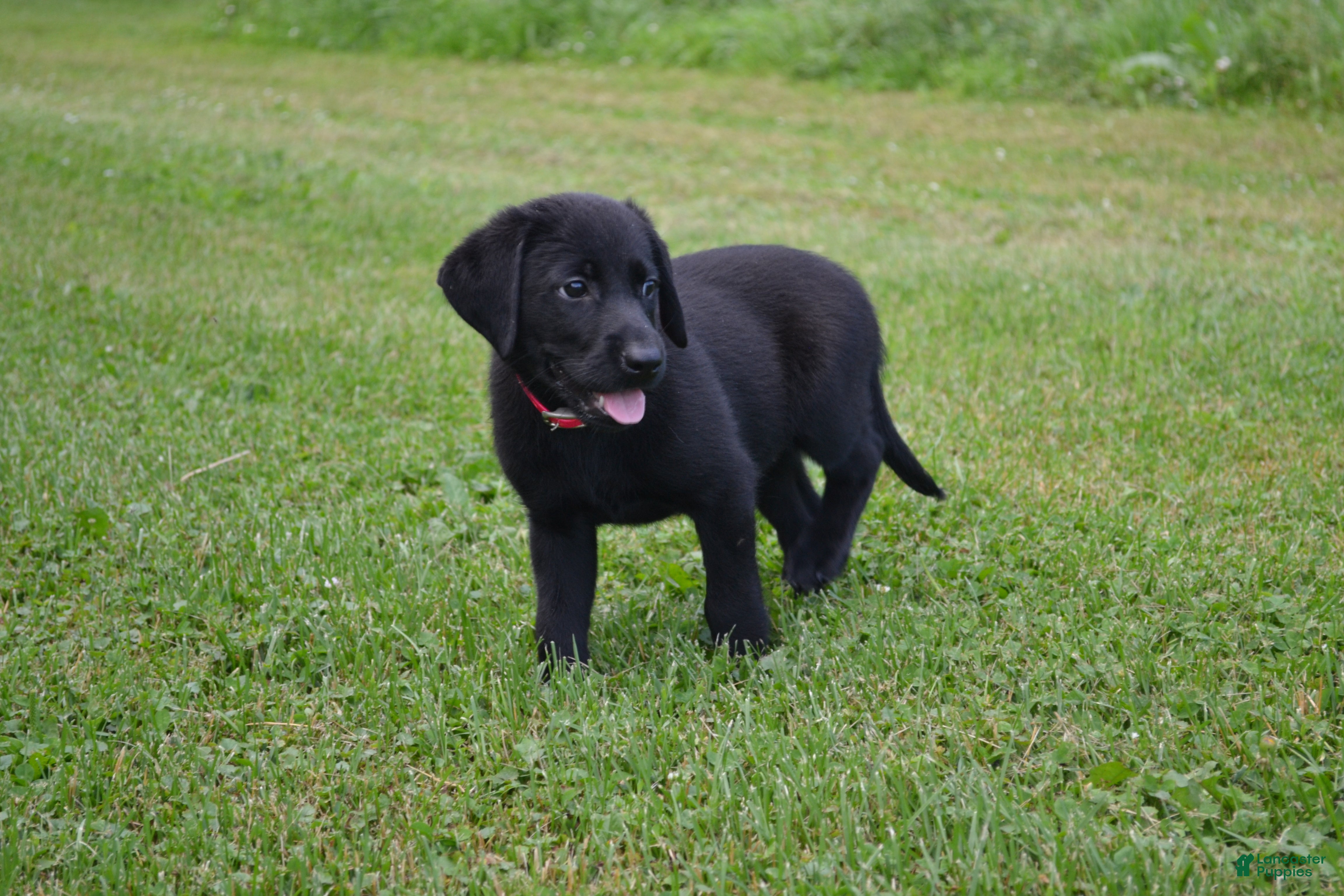 Labrador Retriever dogs Gwenda - Ad 40