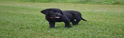 Labrador Retriever dogs for sale: Gwenda - Ad 1