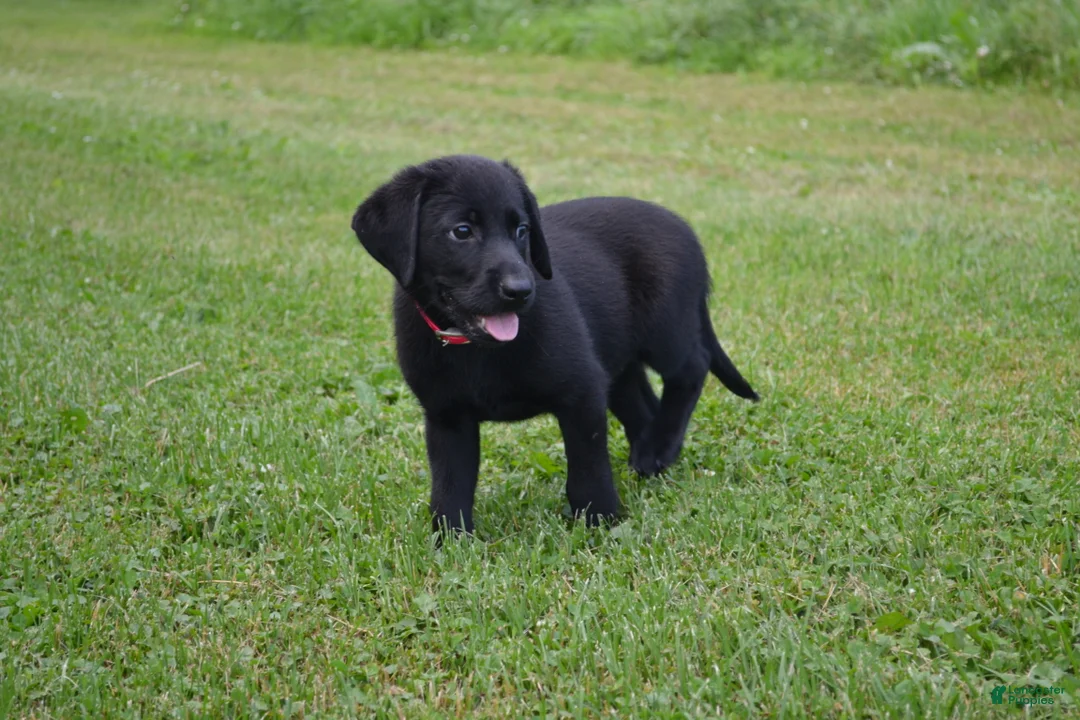 Labrador Retriever dogs for sale: Gwenda - Ad 1