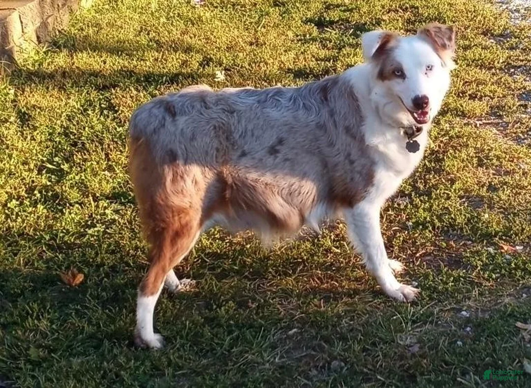 Australian Shepherd dogs for sale: Simone - Ad 7