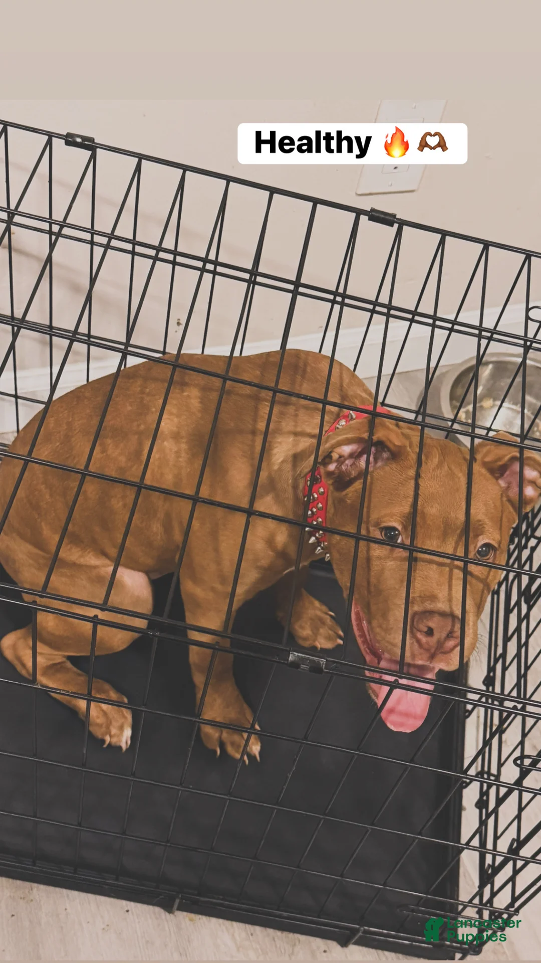 American Staffordshire Terrier dogs for stud: Haze  - Ad 2