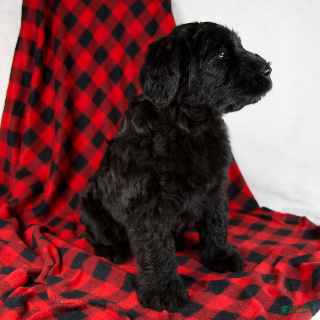 Giant Schnauzer dogs for sale: Alayna - Ad 5
