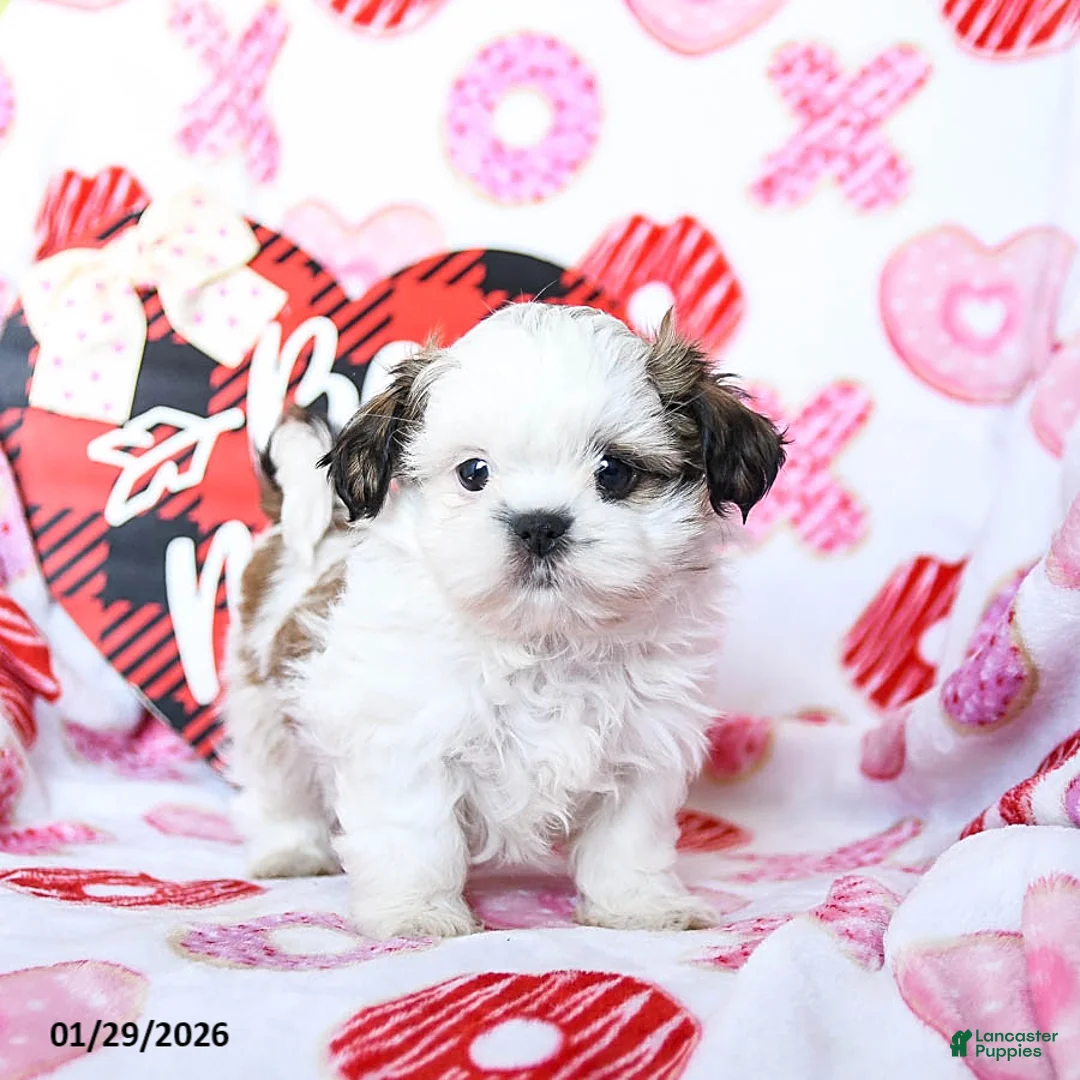 Shih Tzu dogs for sale: Gus - Ad 4