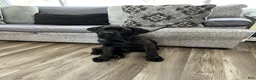 Cane Corso dogs for sale: Cane Corso Puppy 1 - Ad 5
