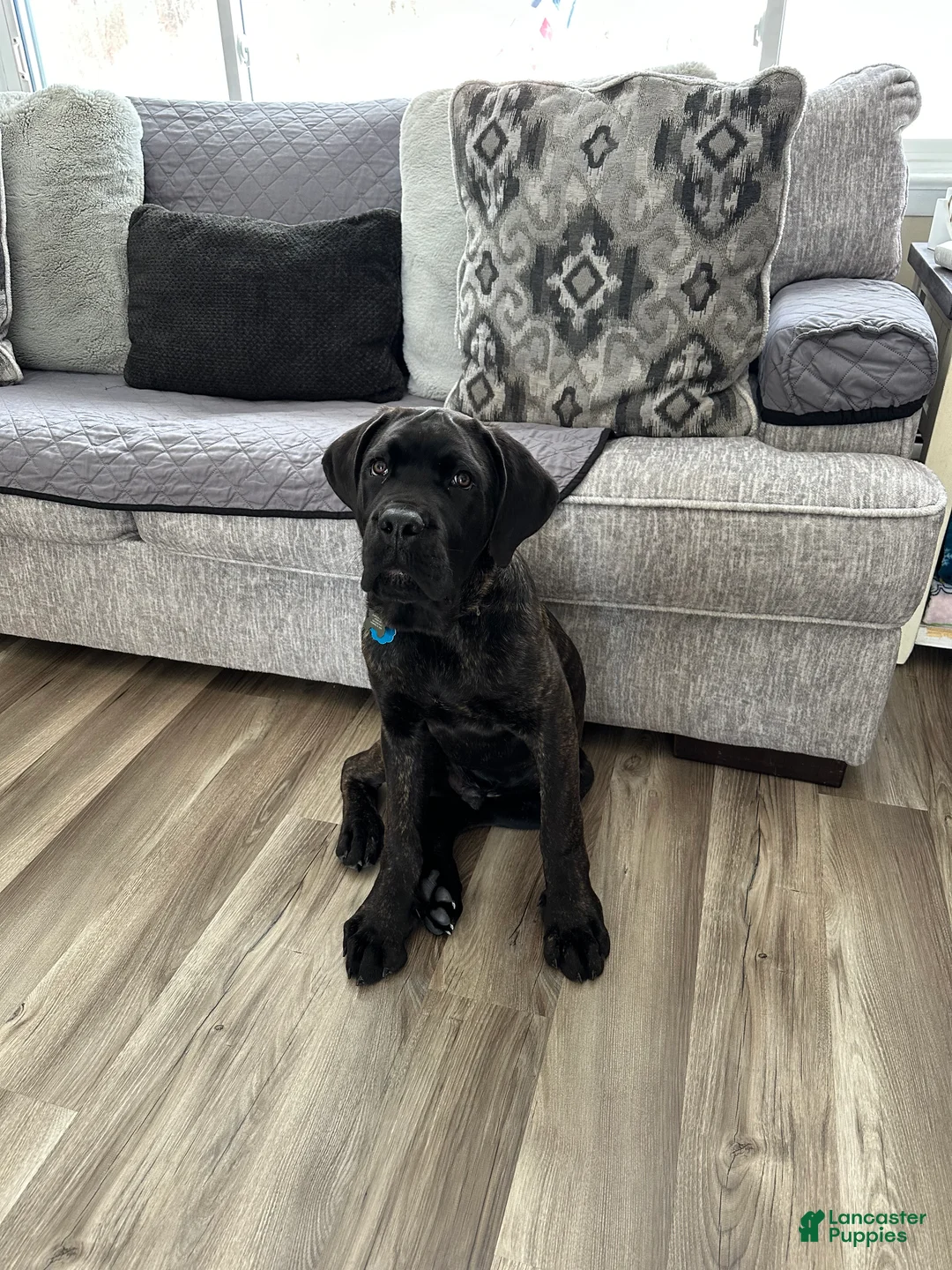 Cane Corso dogs for sale: Cane Corso Puppy 1 - Ad 5