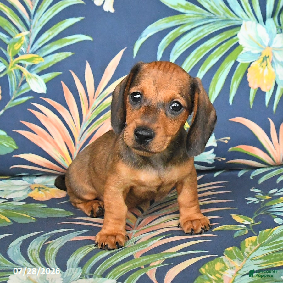 Miniature Dachshund dogs Josie - Ad 1