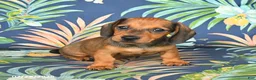 Miniature Dachshund dogs for sale: Josie - Ad 1