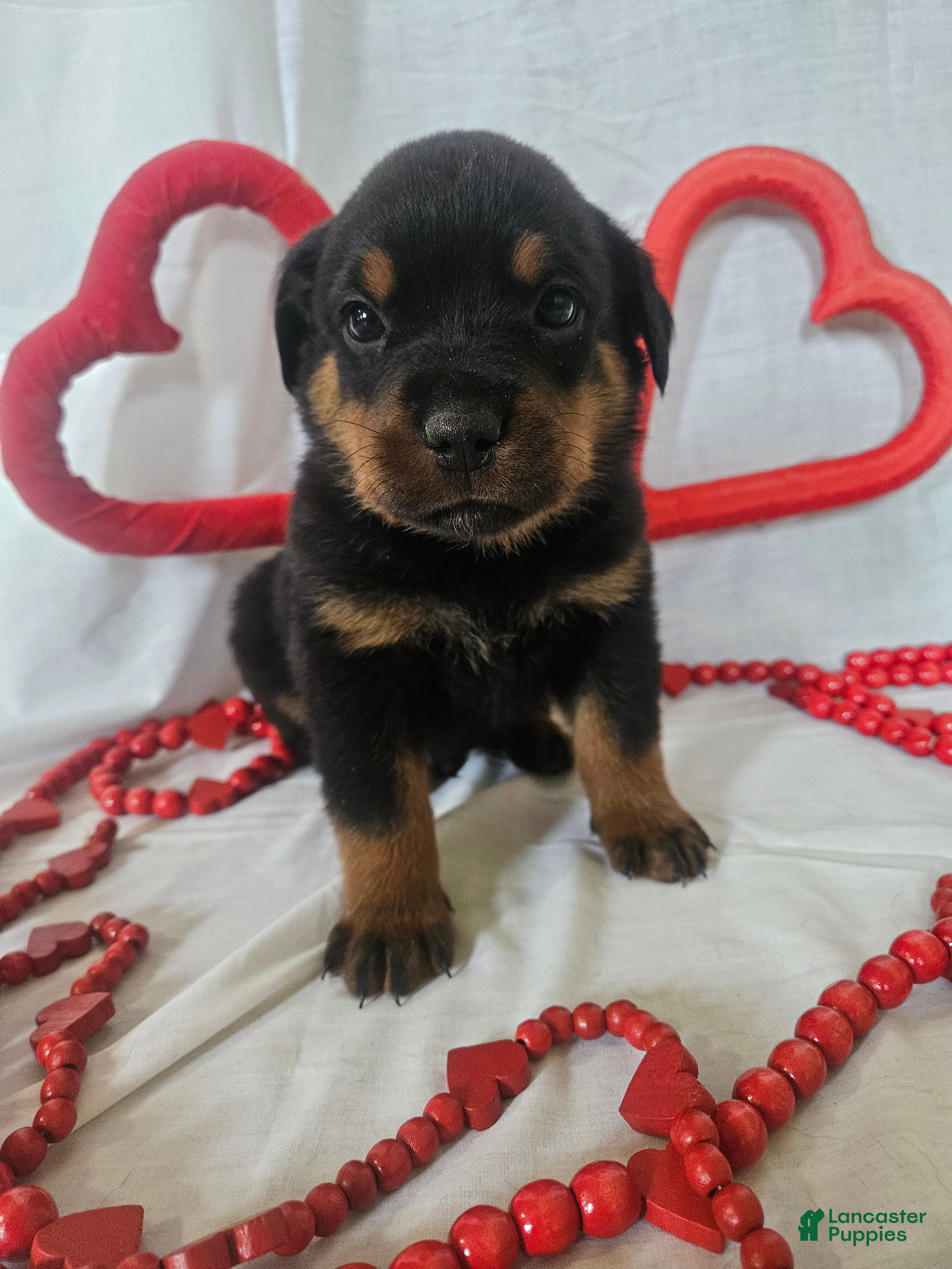 Rottweiler dogs Pretzel - Ad 8
