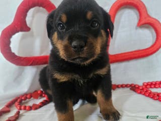 Rottweiler dogs Pretzel - Ad 8