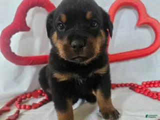 Rottweiler dogs Pretzel - Ad 7