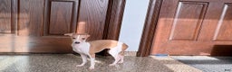 Italian Greyhound dogs for sale: Italian Greyhound Puppy 1 - Ad 7