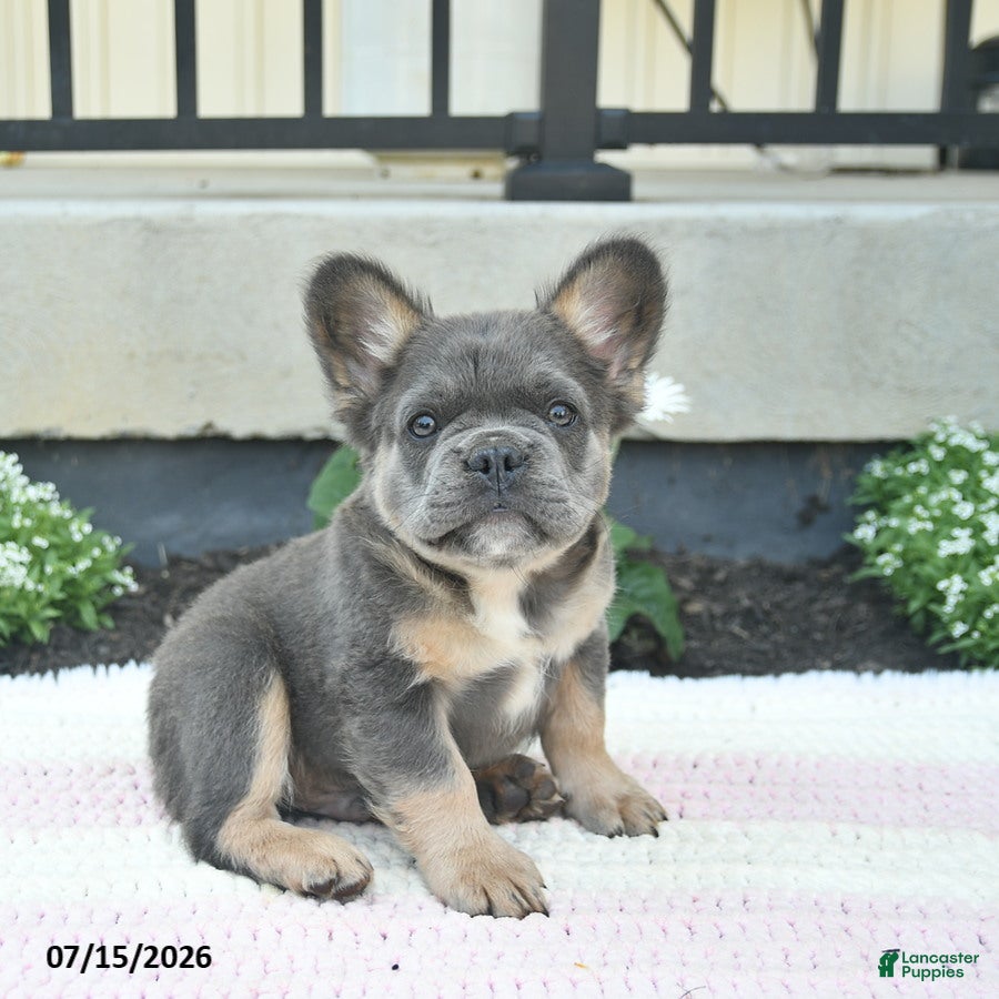 French Bulldog dogs Salty  - Ad 1